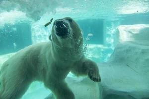 Tokyo, Japan - 12 oktober 2016 - ijsbeer onder water in de dierentuin van Ueno in Tokyo, Japan. het is de oudste dierentuin van Japan, geopend op 20 maart 1882 foto