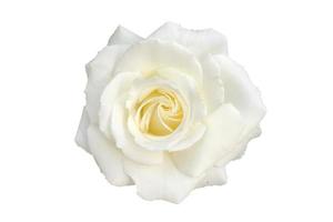 witte roos geïsoleerd op een witte achtergrond - afbeelding foto