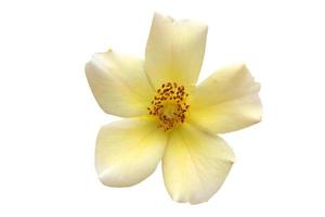 bloem geïsoleerd op een witte achtergrond - afbeelding foto
