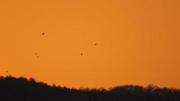 vogels op de oranje achtergrond van de zonsondergang in de bergen foto