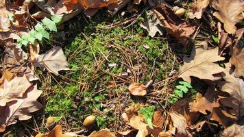 herfst achtergrond met plaats voor tekst. herfstbladeren op gras foto