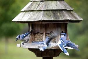 blauwe gaai bij feeder foto