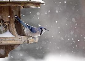 blauwe gaai bij vogelvoeder winter foto