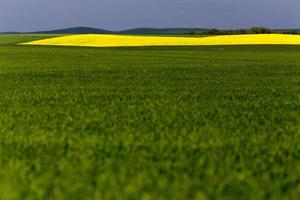 saskatchewan veld landbouw foto