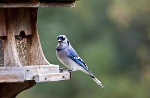 blauwe gaai bij feeder foto