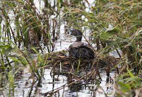 Amerikaanse meerkoet met baby in nest foto