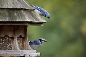 blauwe gaai bij feeder foto