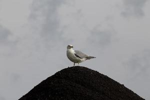 meeuw op grindbak foto