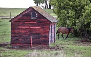 paard in sasklatchewan foto