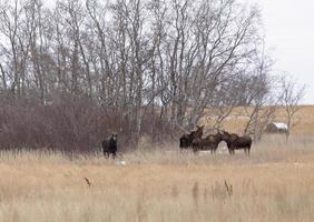 elanden in een veld foto