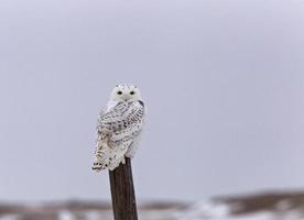 sneeuwuil op hekpaal foto