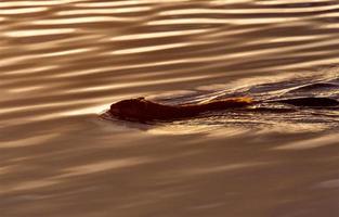 muskrat zwemmen bij zonsondergang foto