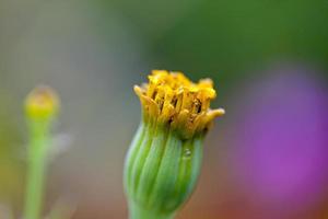 close-up bloemen foto