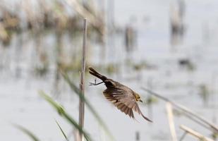 vrouwelijke geelkopmerel foto