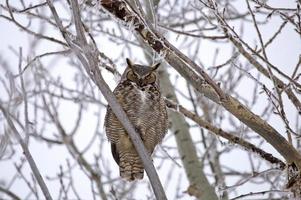 grote gehoornde uil in boom foto