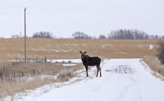 elanden in een veld foto