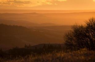 cipressen heuvels alberta saskatchewan foto