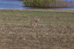 coyote die in het veld staat foto