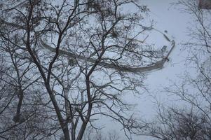 besneeuwde stad, bomen, dieren als het sneeuwde foto