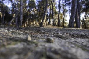 schaduw van bomen in het bos foto