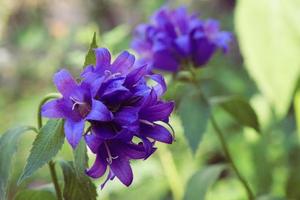 close-up van blauw-violet bloeiende bloemen in de tuin in de ochtend foto