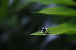 close-up foto van een kleine blauw-witte spin op een groen blad