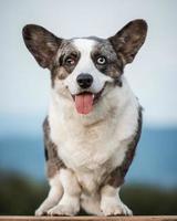 knappe grijze corgi-hond toont standaard houding en portret b huisdiertraining foto