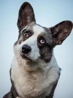 knappe grijze corgi-hond toont standaard houding en portret b huisdiertraining foto