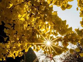 de felgele kleur van de bladeren van de ginkgoboom waar zonlicht doorheen gaat. de combinatie van blauw en geel foto