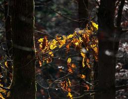 felle herfstkleuren in de vogezen. Elzas. foto