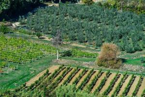 olijfbomen in toscane, italië, oogsttijd, herfst foto