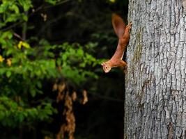 mooie jonge rode eekhoorn op de stam van een enorme boom. foto