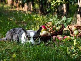 een corgi-hond ligt bij een mand met rijpe appels in een grote appelboomgaard foto