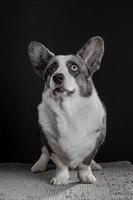 mooie grijze corgi-hond met verschillende gekleurde ogen close-up emotioneel portret foto