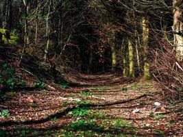 felle herfstkleuren in de vogezen. Elzas. foto