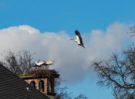 mooie witte ooievaars in het nest op blauwe hemelachtergrond, lente foto