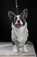 mooie bruine corgi hond close-up emotioneel portret foto