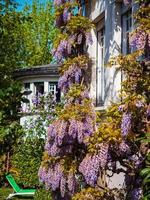 prachtige bloeiende lila blauweregen in de straten van Straatsburg. de kleuren van de lente. foto