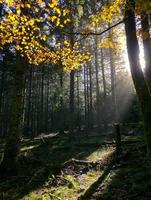 zonsopgang in het mistige herfstbos foto