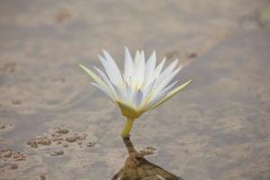 geweldige bloemen in de botanische tuinen van Israël, kleurrijk en mooi foto