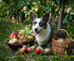 een corgi-hond ligt bij een mand met rijpe appels in een grote appelboomgaard foto