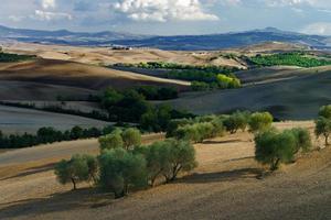 olijfbomen in toscane, italië, oogsttijd, herfst foto