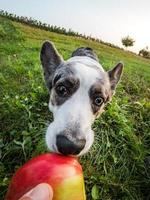 grappige corgi-hond gefotografeerd met een fishye-lens, grappige vervormde proporties van de snuit foto