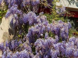 bloeiende blauweregen. prachtige lila klimplanten. zonnig weer. Straatsburg. het comfort en de schoonheid van een lentedag in een rustige wijk van de stad. foto