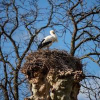 mooie witte ooievaars in het nest op blauwe hemelachtergrond, lente foto