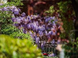 bloeiende blauweregen. prachtige lila klimplanten. zonnig weer. Straatsburg. het comfort en de schoonheid van een lentedag in een rustige wijk van de stad. foto