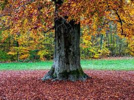 felle herfstkleuren in de vogezen. Elzas. foto