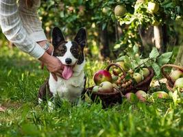 een corgi-hond ligt bij een mand met rijpe appels in een grote appelboomgaard foto