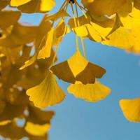 de felgele kleur van de bladeren van de ginkgoboom waar zonlicht doorheen gaat. de combinatie van blauw en geel foto