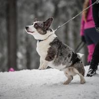 grappige corgi in het winterbos speelt met sneeuw. foto